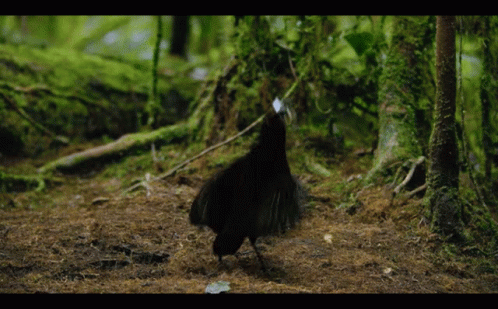 A Black Bird Is Standing On A Dirt Ground In The Woods GIF