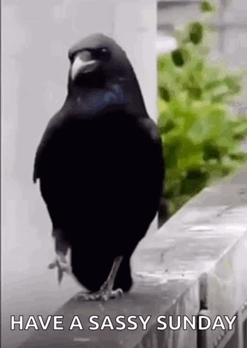 A Black Bird Is Standing On A Fence With The Words `` Have A Sassy Sunday '' Written On It . GIF
