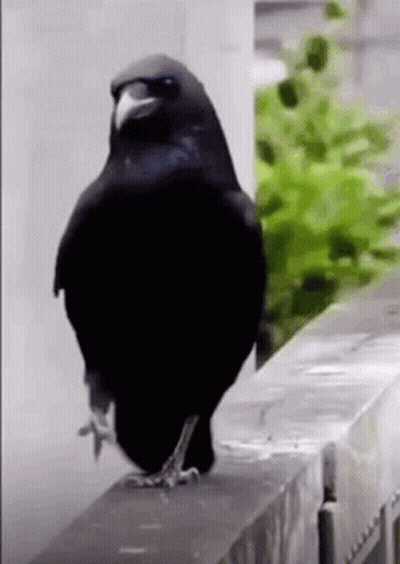 A Black Bird Is Standing On A Ledge On A Balcony . GIF