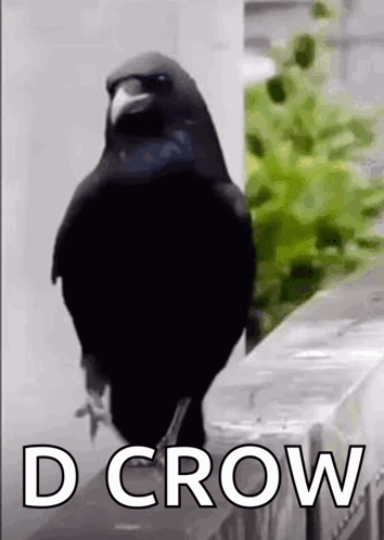 A Black Bird Is Standing On A Ledge With The Words `` D Crow '' Above It . GIF
