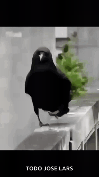 A Black Bird Is Standing On A Railing With The Words Todo Jose Lars Written Below It GIF