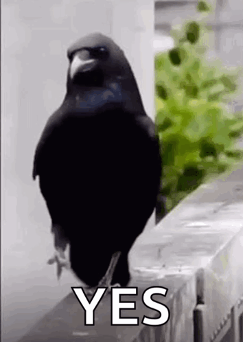 A Black Bird Is Standing On Top Of A Fence With The Words `` Yes '' Written On It . GIF