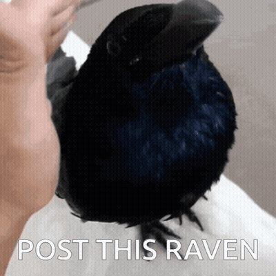 A Black Bird Sitting On A Person 'S Arm With The Words Post This Raven Written Below It GIF