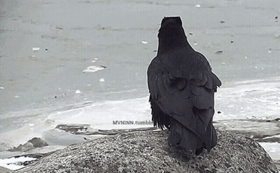 A Black Bird Sitting On A Rock With The Words Mvninn.tumblr.com Written Below It GIF