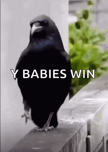 A Black Bird Standing On A Ledge With The Words Y Babies Win Written On It . GIF