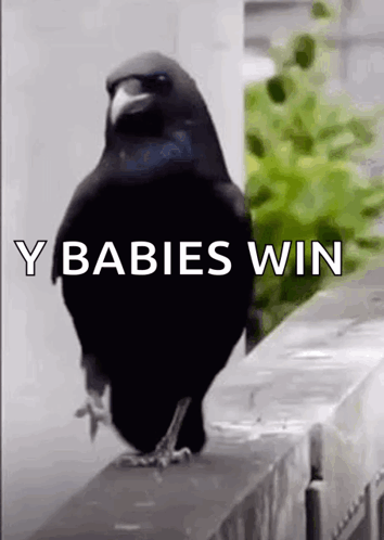 A Black Bird Standing On A Ledge With The Words Y Babies Win Written On It . GIF