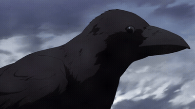 A Black Bird With A Large Beak Is Looking At The Camera GIF