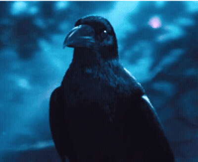 A Black Bird With A Long Beak Is Looking At The Camera In The Dark GIF