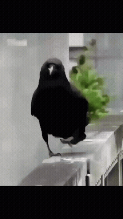 A Black Bird With A White Beak Is Standing On A Counter Top GIF