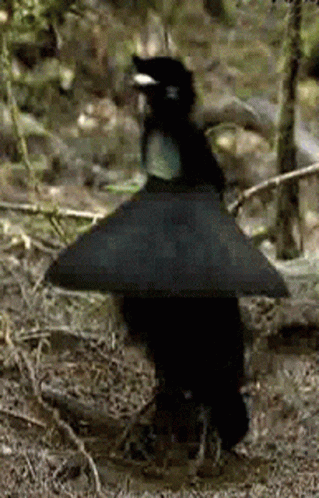 A Black Bird With A White Beak Is Standing On The Ground In The Woods GIF