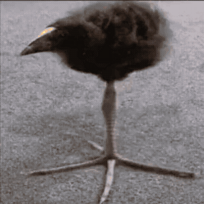 A Black Bird With A Yellow Beak Is Standing On A Tall Leg GIF