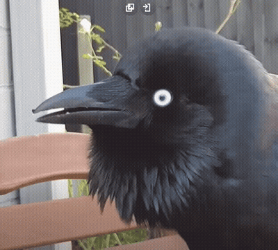 A Black Bird With White Eyes Sits On A Bench GIF