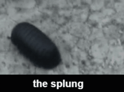 A Black Bug Is Crawling On A Gray Surface With The Words The Splung Above It GIF