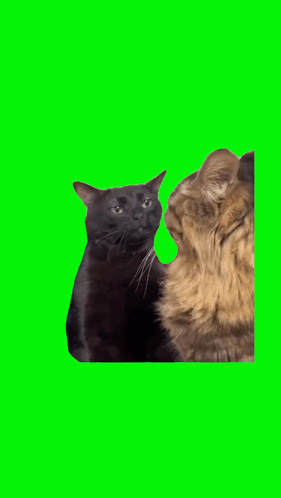 A Black Cat And A Brown Cat On A Green Screen GIF