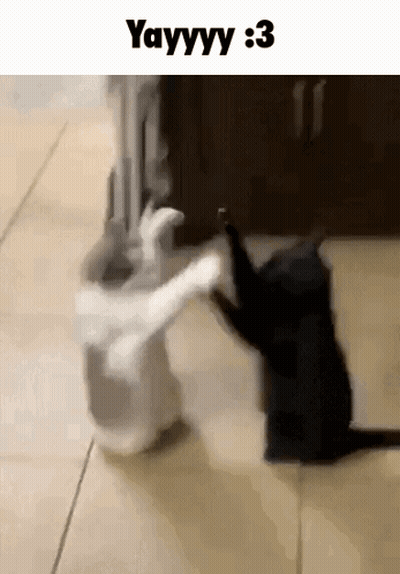 A Black Cat And A White Cat Are Playing With Each Other . GIF