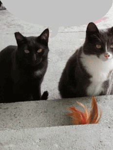A Black Cat And A White Cat Are Sitting On A Concrete Surface GIF