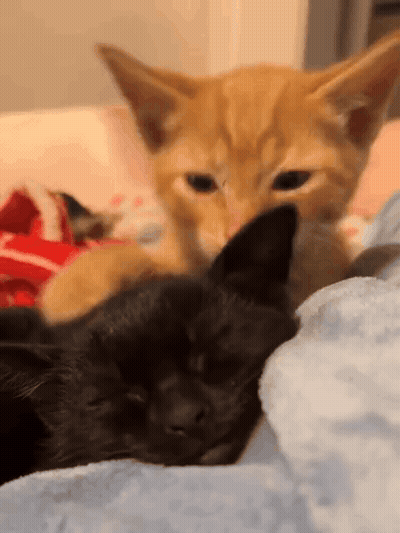 A Black Cat And An Orange Cat Are Laying On A Bed GIF