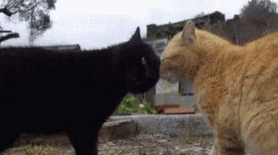 A Black Cat And An Orange Cat Standing Next To Each Other GIF