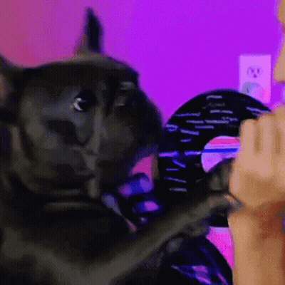 A Black Cat Is Being Held By A Person In Front Of A Purple Background GIF