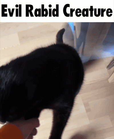 A Black Cat Is Being Held By A Person With Evil Rabid Creature Written On The Bottom GIF