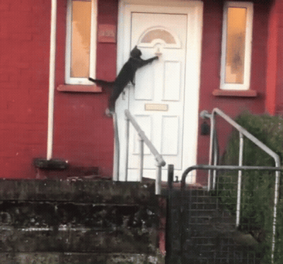 A Black Cat Is Climbing Up A White Door GIF