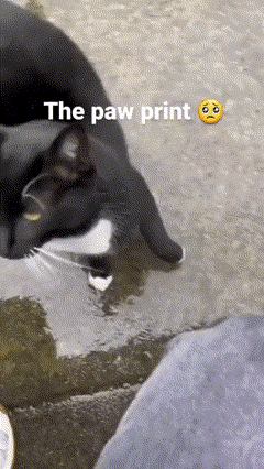 A Black Cat Is Drinking Water From A Plastic Container With The Paw Print Written On It GIF
