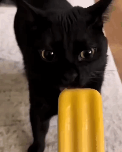 A Black Cat Is Eating A Yellow Popsicle On The Floor . GIF