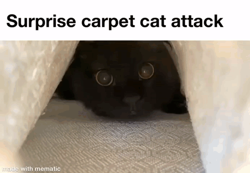 A Black Cat Is Hiding Under A White Blanket And Looking At The Camera . GIF