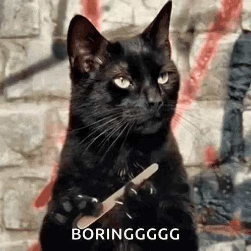 A Black Cat Is Holding A Nail File In Its Paw GIF