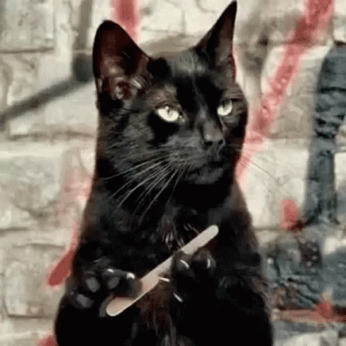 A Black Cat Is Holding A Nail File In Its Paws And Looking At The Camera . GIF