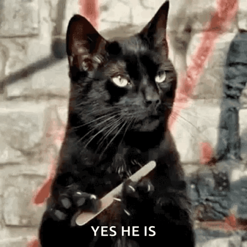 A Black Cat Is Holding A Nail File In Its Paws And Saying Yes He Is . GIF
