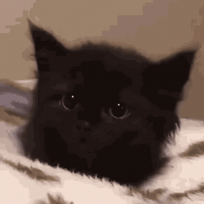 A Black Cat Is Laying Down On A Bed And Looking At The Camera . GIF