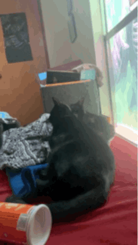 A Black Cat Is Laying On A Bed Next To A Container Of Doritos GIF