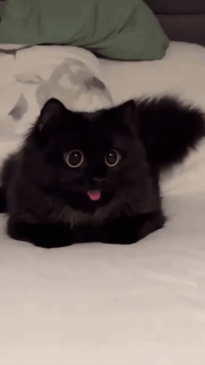 A Black Cat Is Laying On A Bed With Its Tongue Hanging Out GIF