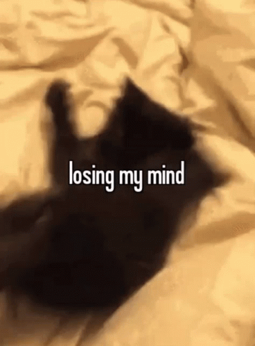 A Black Cat Is Laying On A Bed With The Words " Losing My Mind " Written Above It GIF
