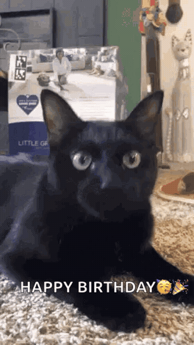 A Black Cat Is Laying On A Carpet In Front Of A Box That Says ' Happy Birthday ' On It . GIF