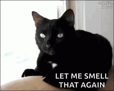 A Black Cat Is Laying On A Person 'S Lap And Looking At The Camera With The Words `` Let Me Smell That Again '' . GIF