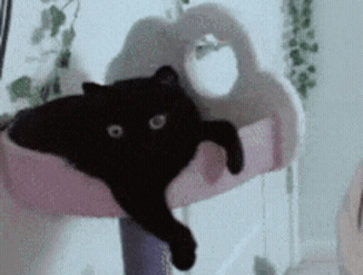 A Black Cat Is Laying On A Pink Couch GIF