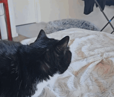 A Black Cat Is Laying On A White Blanket GIF