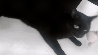 A Black Cat Is Laying On A White Surface And Looking At The Camera GIF