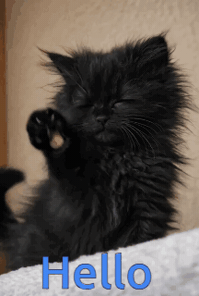 A Black Cat Is Laying On A White Towel With The Word Hello Written In Blue GIF