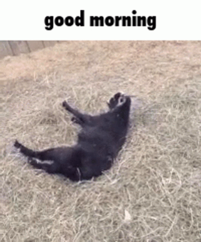 A Black Cat Is Laying On Its Back In A Pile Of Hay And Says Good Morning GIF