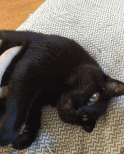 A Black Cat Is Laying On Its Back On A Gray Blanket GIF