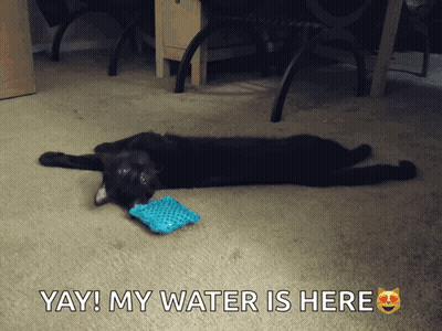 A Black Cat Is Laying On The Floor With A Blue Toy In Its Mouth And The Words Yay My Water Is Here Above It GIF
