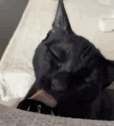 A Black Cat Is Licking Its Paw While Laying On A Bed . GIF