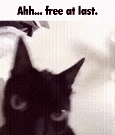 A Black Cat Is Looking At The Camera With The Words Ahh Free At Last Below It . GIF