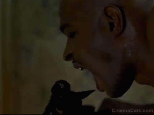 A Black Cat Is Looking Out Of A Window And The Website Cinemacats.com Is On The Bottom Right GIF