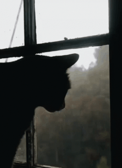 A Black Cat Is Looking Out Of A Window On A Cloudy Day GIF