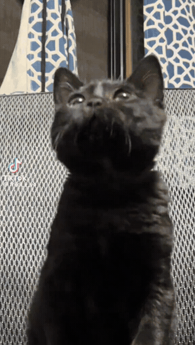 A Black Cat Is Looking Up At The Camera With A Tiktok Watermark GIF