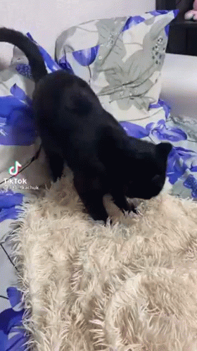 A Black Cat Is Playing On A Bed With A Blue And White Blanket . GIF